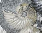 Iridescent Ammonite (Deschaesites) Cluster - Russia #50764-6